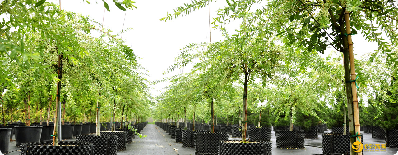 彩叶杞柳