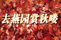 秋色可赏，相约TXVLOG糖心官网版APP污看彩叶；秋果可品，同去果园摘苹果！