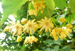 “粽”情蜜意，端午椴花浓