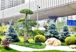 一株蓝杉蓝，温柔了春天，慰藉了心灵