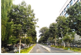清华大学的秋紫蜡，三年时间换新颜！